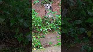 Dog barking 😞dog shorts viralvideo [upl. by Eirojram]