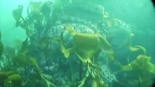 Underwater Video of the German WW1 Destroyer V81 [upl. by Rothstein514]