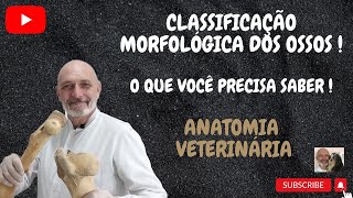 Classificação morfológica dos ossos O que você precisa saber Anatomia Veterinária [upl. by Ijneb701]