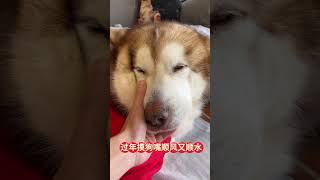 Husky Funniest and Cutest Compilation [upl. by Nibbor]