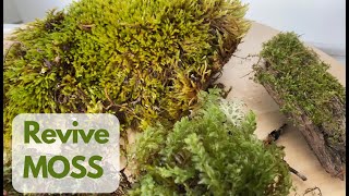 How to Revive Dried Moss Regrow Moss [upl. by Camille]