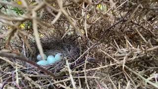 Bullfinch Nest and Eggs [upl. by Notnert894]