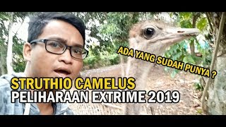 STRUTHIO CAMELUS  PELIHARAAN EXTRIME 2019 [upl. by Mollee]