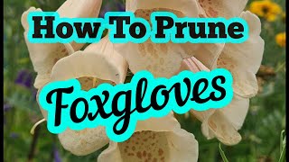 How to prune foxgloves [upl. by Zadack]