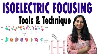 Isoelectric Focusing II Isoelectric Focusing of Proteins II Techniques [upl. by Nylegna]