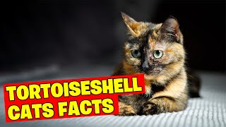 10 Amazing Facts About Tortoiseshell Cats [upl. by Bik]