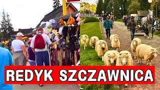 Szczawnica Wieka parada zwierząt Turyści już zacierają ręce [upl. by Jolee]