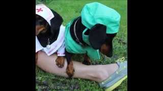 Puppy Emergency Response Drill Extended Vine Video [upl. by Ayerdna]