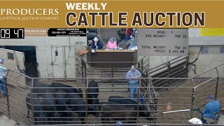 5302024  Producers Livestock Auction Company  Cattle Auction [upl. by Donnelly]