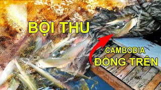 Đồng Trên Cambodia Cuồn Cuộn Nước Đổ Ngập Sâu Vùng Trũng An Giang Nông Dân Bội Thu Nghề Dớn Cá Linh [upl. by Eanel]