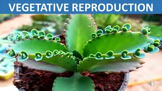 Vegetative Reproduction  Stem Root Leaves Spore  Science Educational Video for Children [upl. by Hanad]