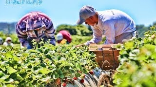 Campos De Fresa En Watsonville Ca [upl. by Llezniuq]