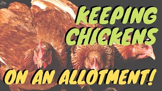 Keeping chickens  Allotments for beginners  backyard chickens  Gardening ideas [upl. by Argent]