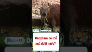 Sự thật thú vị Capybara Có Thể Ngủ Dưới Nước dongvat animals suthat [upl. by Lovmilla]