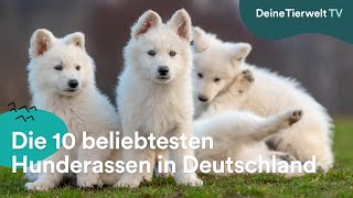 Die 10 beliebtesten Hunderassen in Deutschland [upl. by Ybsorc]