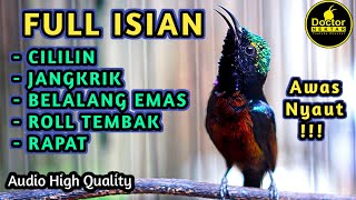 KONIN GACOR FULL ISIAN CILILIN JANGKRIK ROLL TEMBAK RAPAT COCOK BUAT KOLIBRI NINJA BAHAN PASTOLAN [upl. by Willdon]