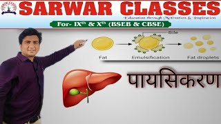 What is emulsification पायसीकरण क्या होता है Function of Bile पित्त का कार्य Duodenum intestine [upl. by Lasley983]