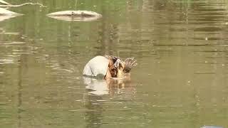 Snapping turtles mating [upl. by Ettelocin]