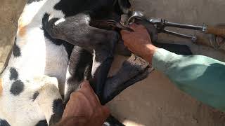 How to castrate male goat  Band castrating male goat [upl. by Ynnot]