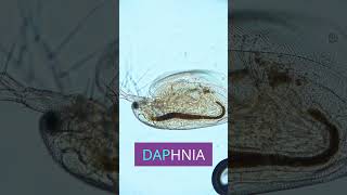 👁️ Witness the Smallest Beating Heart Inside a Daphnia [upl. by Jenne981]