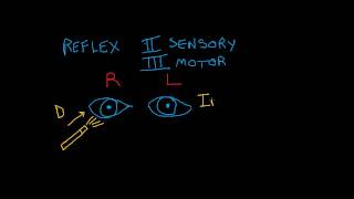 Cranial Nerve Testing Direct and Indirect Light Reflexes [upl. by Mayhew]