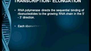 Transcription in Eukaryotes [upl. by Suzzy]