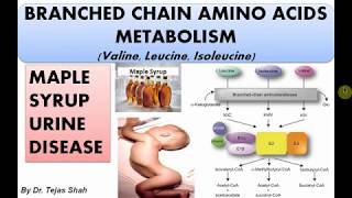 Branched chain amino acids metabolism II Maple Syrup Urine Disease II Biochemistry II Dr Tejas Shah [upl. by Aneev]