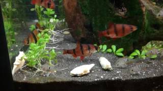 Feeding my Thorichthys ellioti babys and the Desmopuntius pentazona [upl. by Kopans]