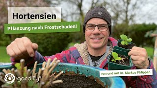 Hortensie in Kübel pflanzen und Frostschaden beseitigen incl Tipps zu Stecklingen und Vermehrung [upl. by Kristi952]