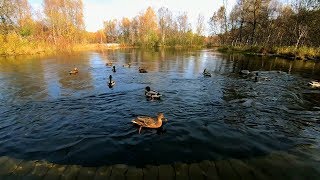 Duck sounds with quacking and splashing on the river [upl. by Aidaas]