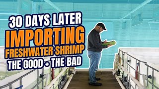 The RESULTS of our 10000 Freshwater Shrimp Import [upl. by Nyrrek635]