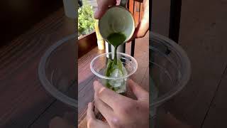 How to make iced Matcha Latte at home matchalatte icedmatcha icedmatchalatte [upl. by Saloma]