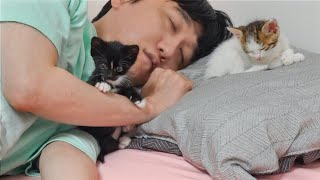 What Happens When Two Kittens Want To Sleep With Humans Every Night [upl. by Dimitri]