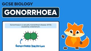 Gonorrhoea  Bacterial Diseases  GCSE Biology [upl. by Ylecic]