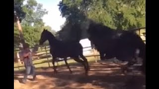 Mare Horse Kills Stallion By Accident  Horse Breeding Gone Bad [upl. by Lig]