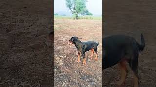 Rottweiler Malerottweilerrottweilerpuppyrottweilerworldrottweilerdogrottweilerdogsrottwailer [upl. by Attenaz]