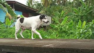 Damnoen Saduak Floating Market Part 1  Vlog Review No 136 [upl. by Beckett]