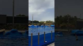 Dolphin Show Marineland Mallorca Spain Summer 2024 [upl. by Otir681]