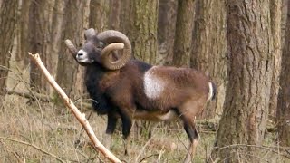 Pirsch und Ansitz auf Muffelwidder  Mouflon Hunt in Germany [upl. by Gibbeon]