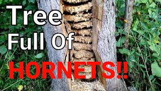 MASSIVE European Hornet Nest Inside Tree  SWARM  Wasp Nest Removal [upl. by Aitnahc512]