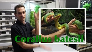 Présentation du Corallus batesii avec Karim Daoues de la Ferme Tropicale [upl. by Nyrol]