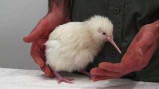 Second rare white kiwi hatches in New Zealand [upl. by Acissev]