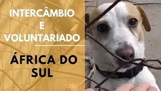 VOLUNTARIADO COM ANIMAIS  ÁFRICA DO SUL [upl. by Asilaj95]