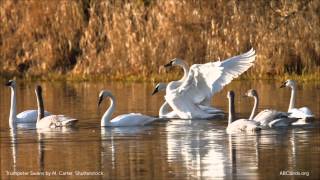 Trumpeter Swan Calls [upl. by Nairam]