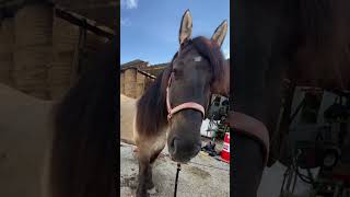 On est passé de l’été à l’hiver en une nuit cheval [upl. by Arty]