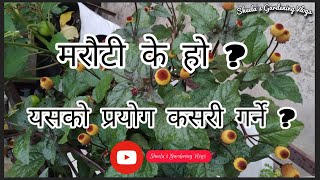 What is Marauti toothache plant and how to use it  Acmella Oleracea [upl. by Atekihc645]