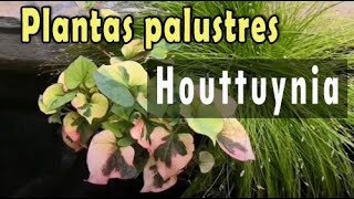 Plantas palustres  Houttuynia cordata chamaleon [upl. by Berty770]