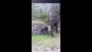 Baby Elephant running towards our jeep in Bandipur Safari [upl. by Aneleasor]