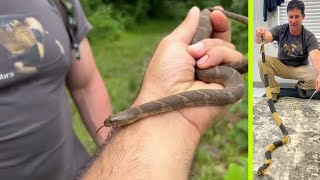 Jesse meets Annie the Banded Snouted Cobra [upl. by Ternan]