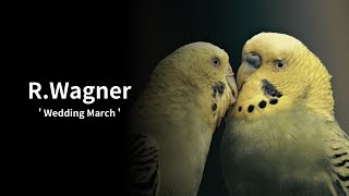 ワーグナー【結婚行進曲】RWagner【Wedding March】 [upl. by Barthel]